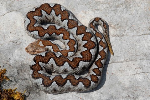 European horned viper