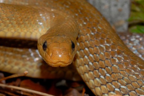 Aesculapian snake
