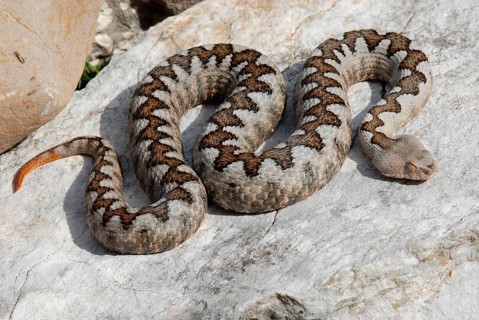 European horned viper
