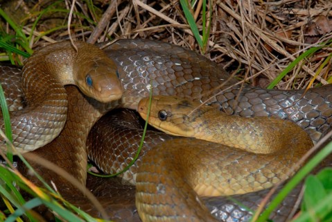 Aesculapian snake