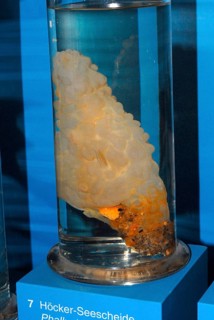 sea squirt