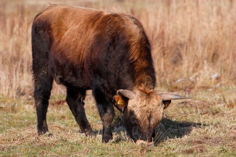 Heck Cattle