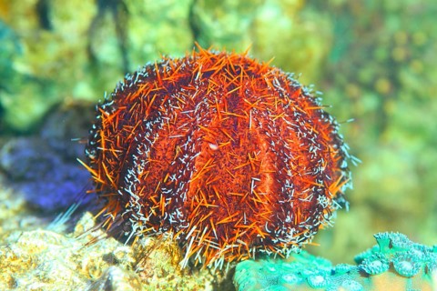Collector sea urchin