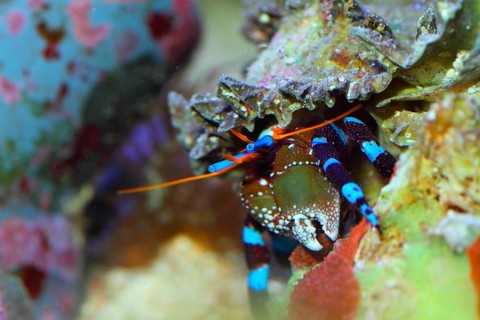 Left-handed hermit crab