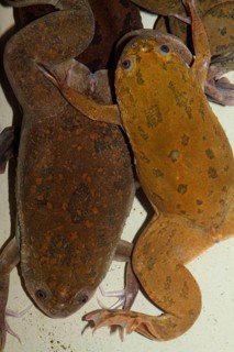 Smooth clawed frog
