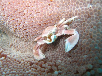 Porcelain crab on club anemone