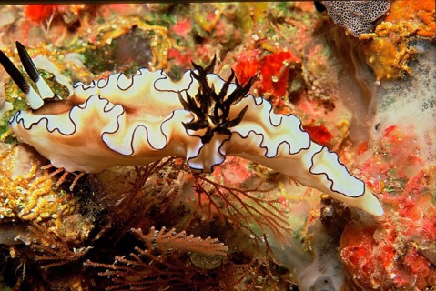 (Glossodoris atromarginata)