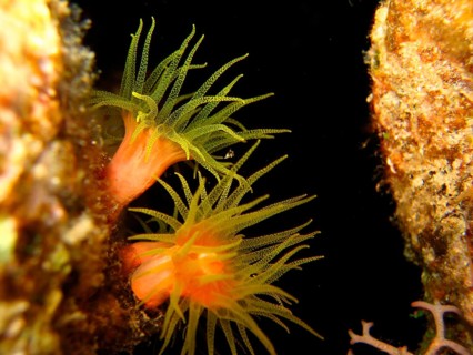 Yellow cup coral