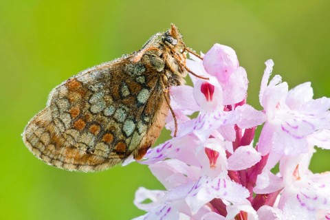 Quail Wheat Fritillary