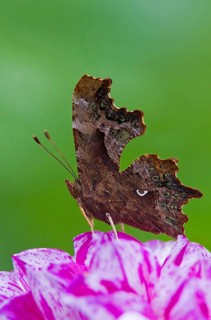 C butterfly