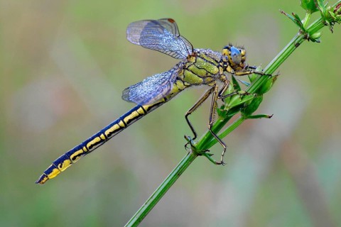 Western Dragonfly
