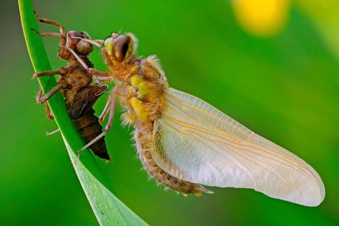 Four-spotted damselfly