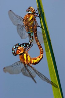 Autumn mosaic damselfly