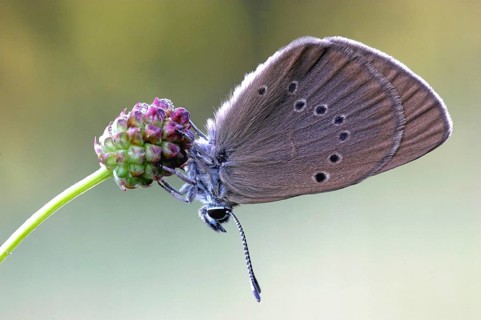 Dark meadow-headed ant-blue