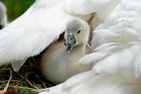 Mute swan