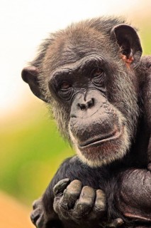 Chimpanzee