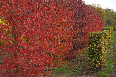 American sweetgum