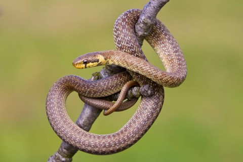 Aesculapian snake