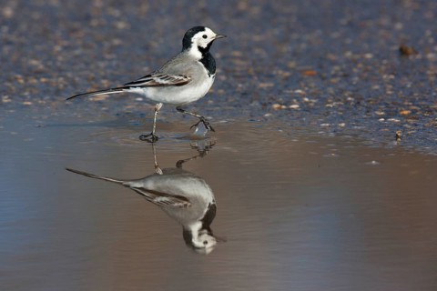 Pied Wagtail