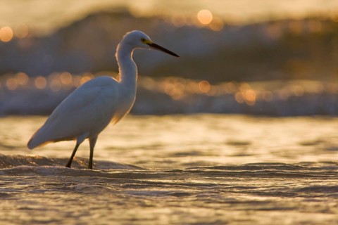 Snowy Egret