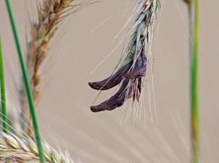 Ergot