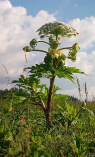 Giant hogweed