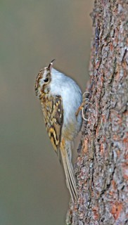 Treecreeper