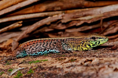 Four-striped lamellae