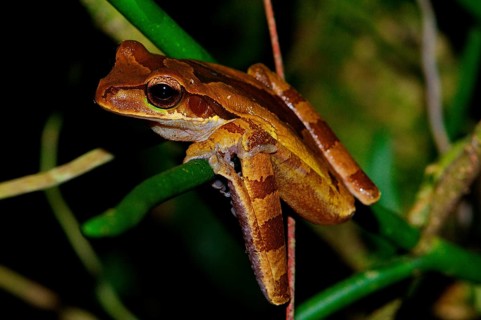 Costa Rica Tree Frog
