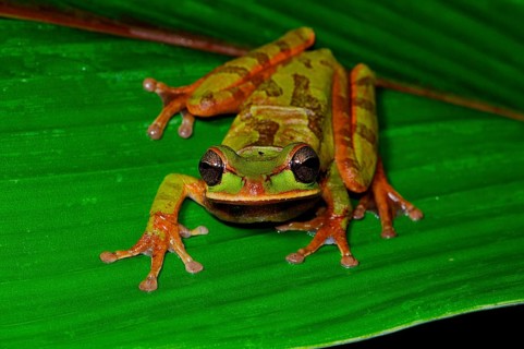 Costa Rica Tree Frog