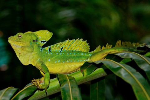 Frontal lobe basilisk