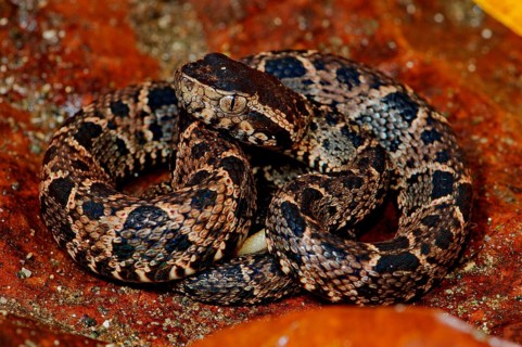 Fer-de-Lance