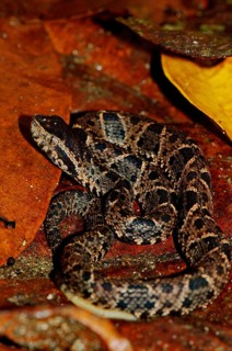 Fer-de-Lance