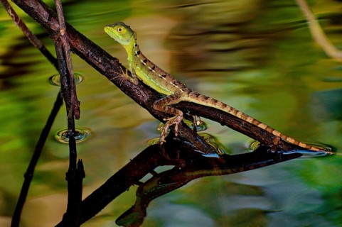 Young frontal lobe basilisk