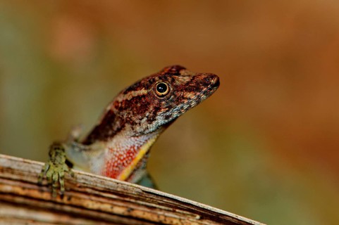 Pug Nose Anolis