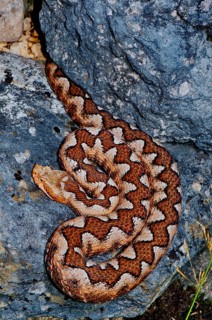 Long-nosed viper