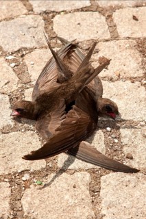 Swifts