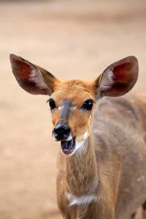 Bushbuck