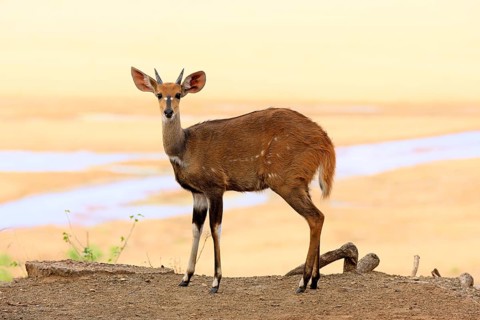 Bushbuck