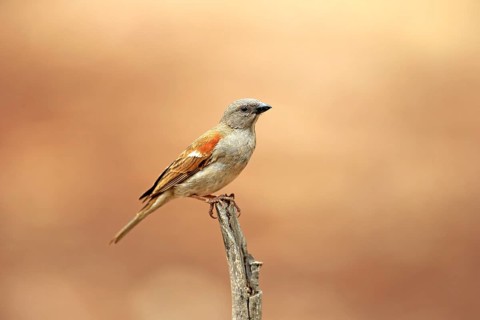 Grey-Headed Sparrow
