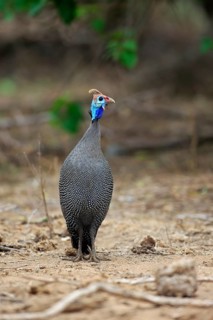 Helmeted guineafowl