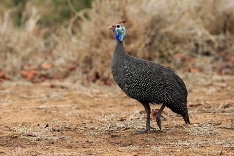 Helmeted guineafowl