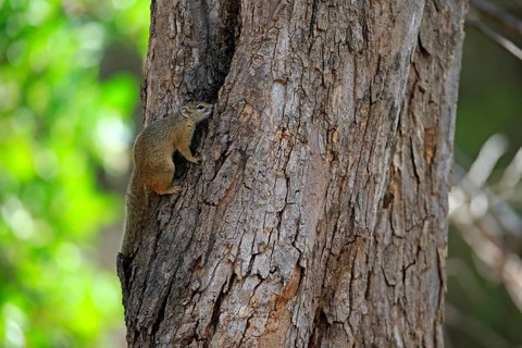 Tree Squirrel