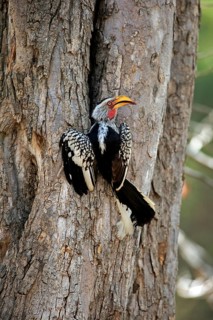 Yellowbilled Hornbill