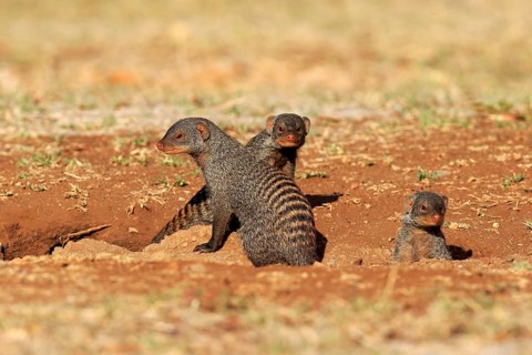 Banded mongoose