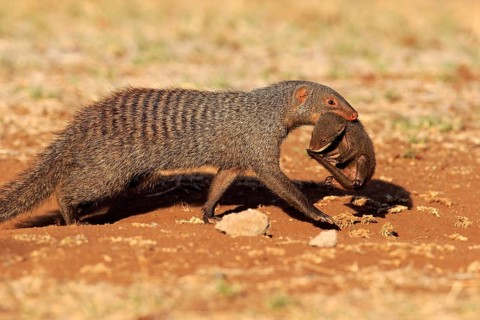 Banded mongoose