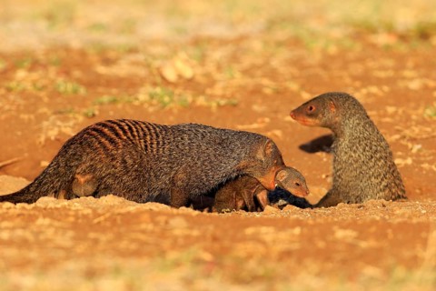 Banded mongoose
