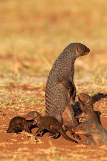Banded mongoose