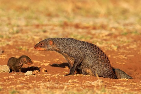 Banded mongoose