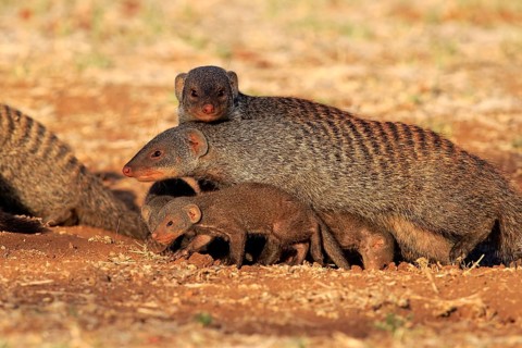 Banded mongoose
